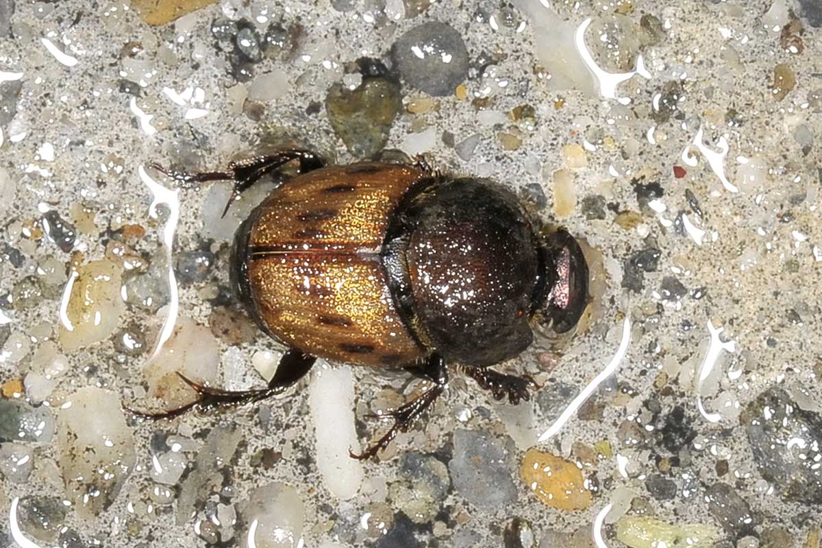 Scarabaeidae: Onthophagus lemur